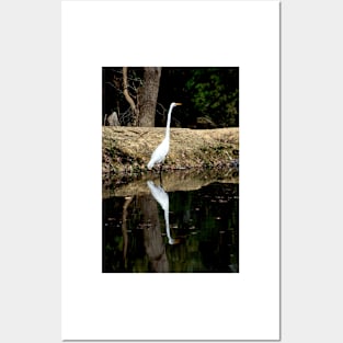 Great Egret Posters and Art